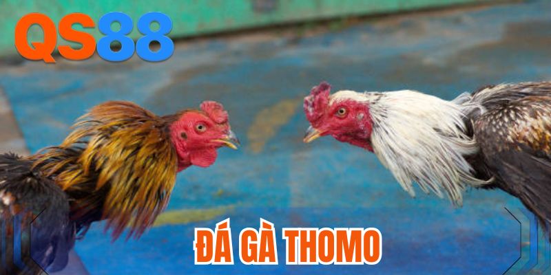 Đá gà Thomo