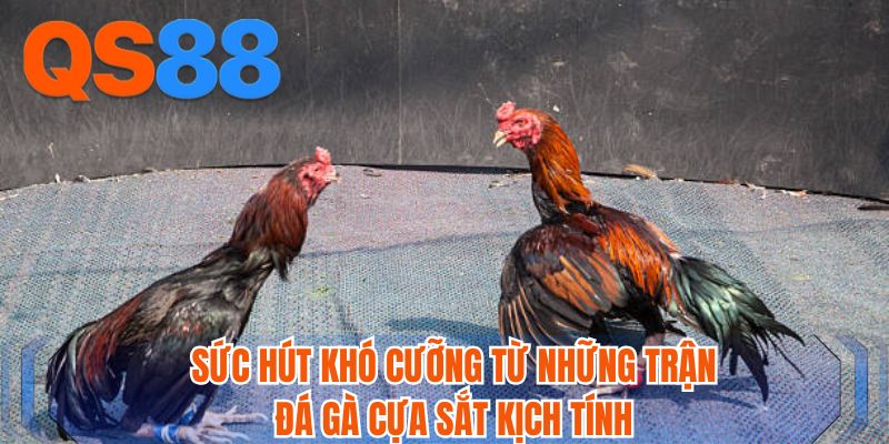 Sức hút khó cưỡng từ những trận đá gà cựa sắt kịch tính